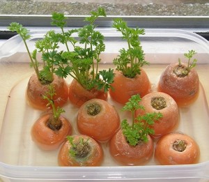 10-vegetables-herbs-you-can-eat-once-and-regrow-forever-w654-1-300x261