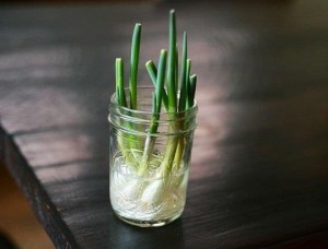 10-vegetables-herbs-you-can-eat-once-and-regrow-forever-w654-3-300x228
